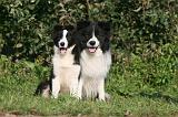 BORDER COLLIE 1330